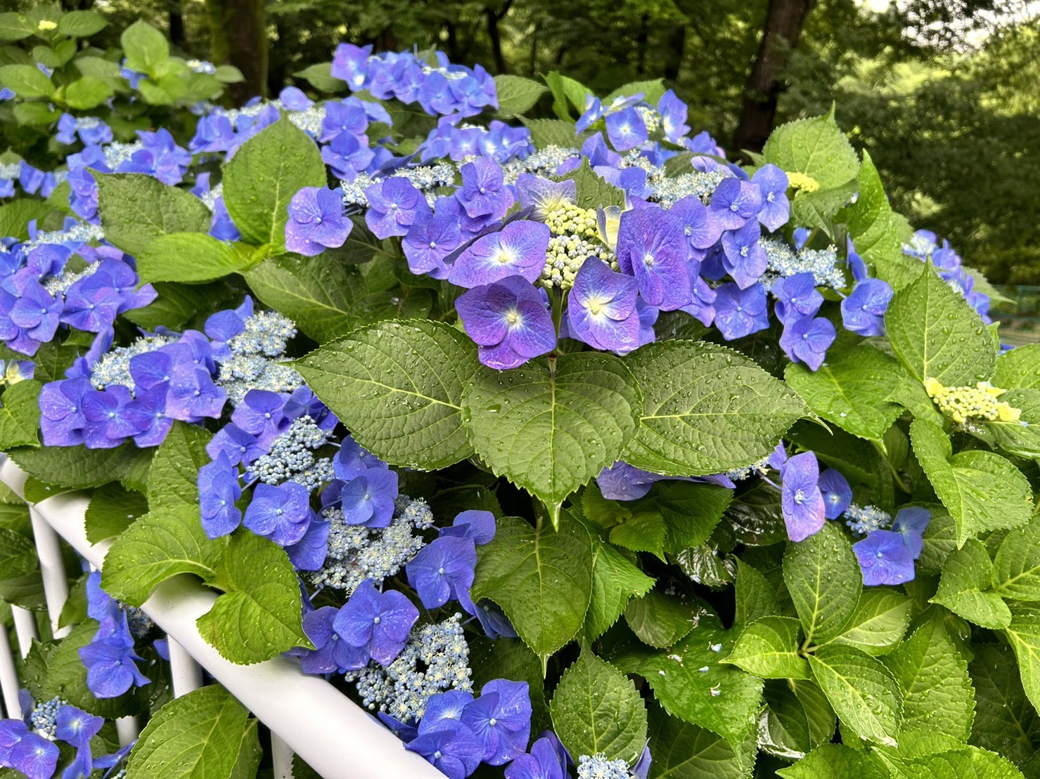 恵みの雨