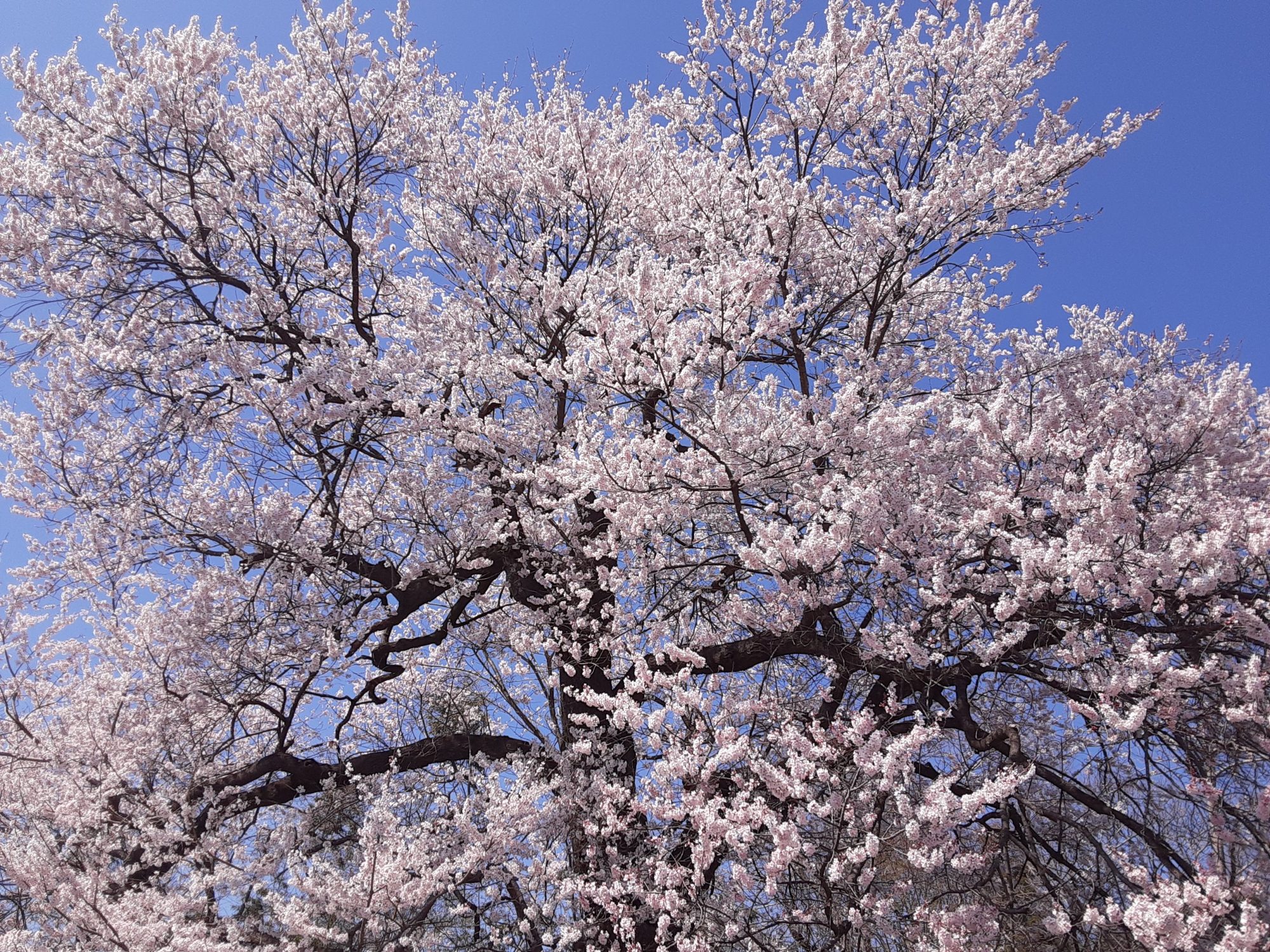 春日和🌸