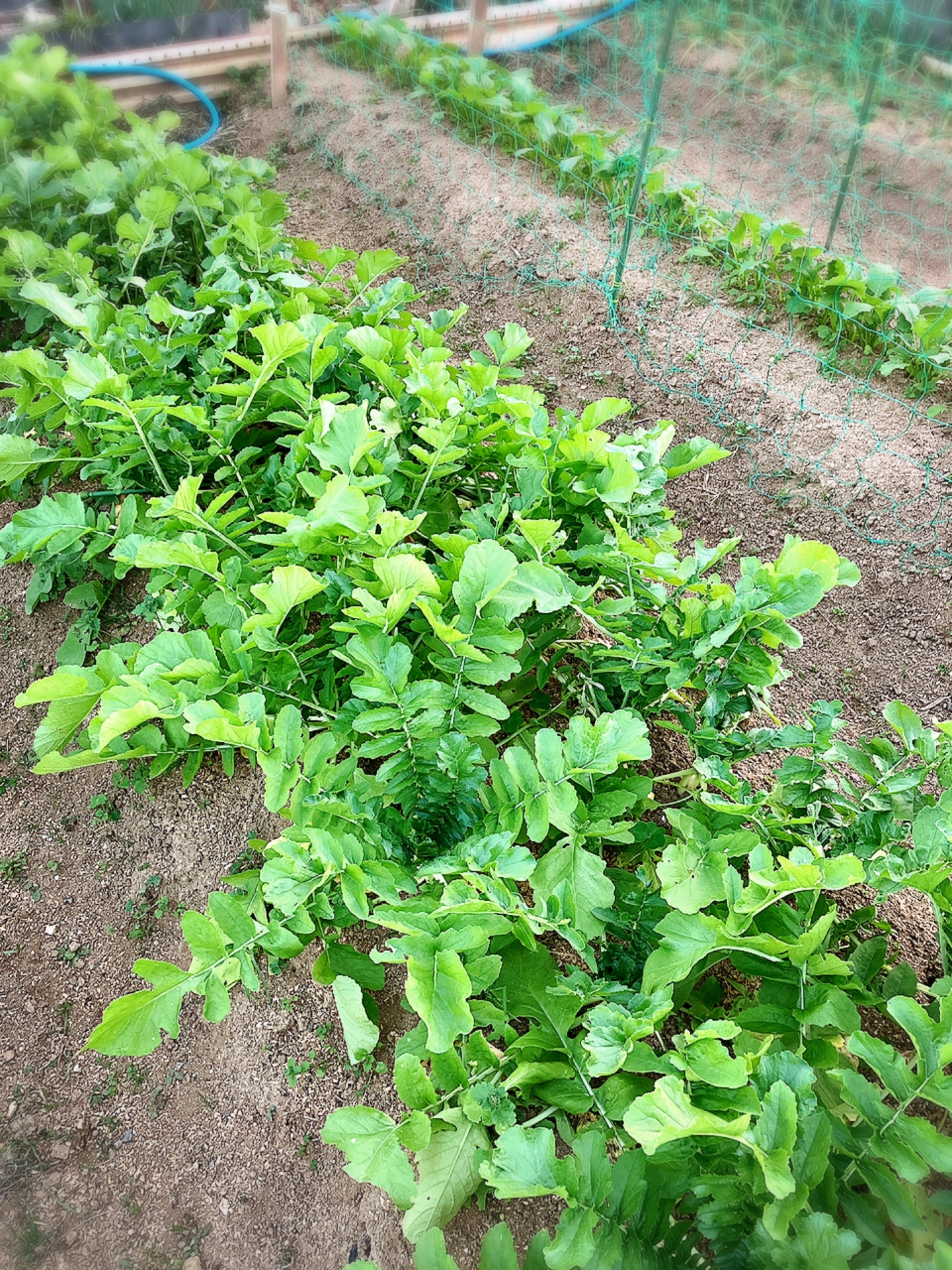 「秋植え野菜の途中経過、じゃがいもの植え付け準備」