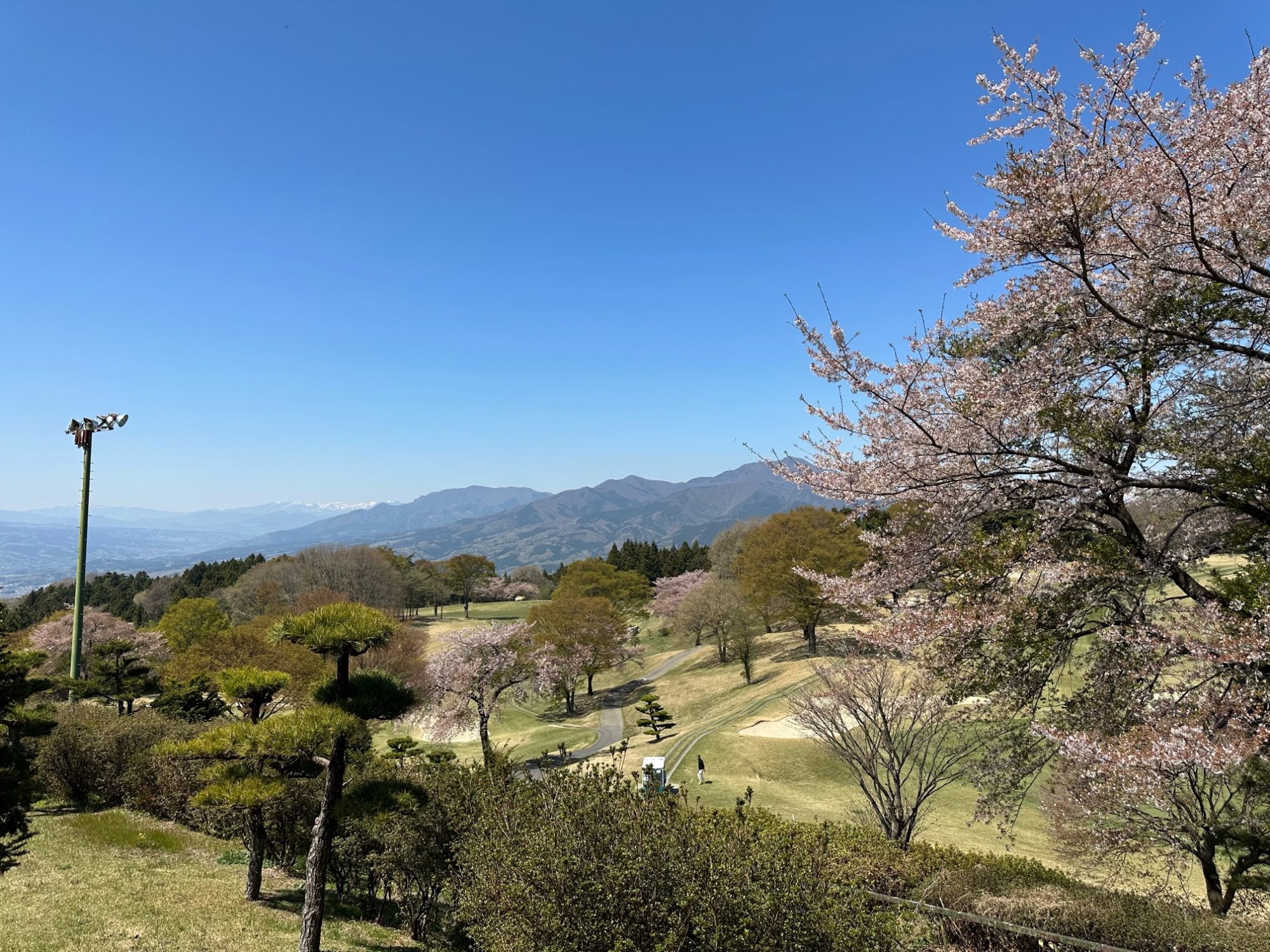 陽春の芝球あそび